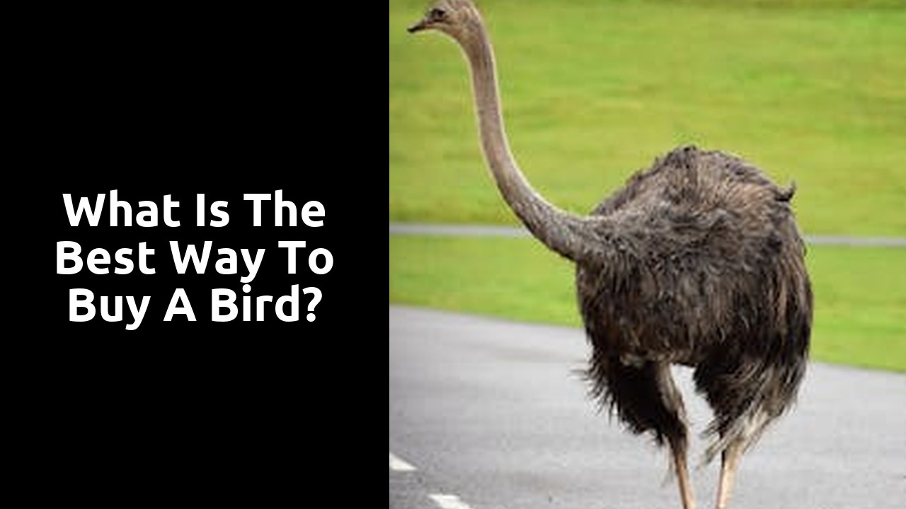 What is the best way to buy a bird?